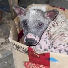 Bare Skinned Pup Curled Into a Tiny Box Until Kindness Finally Found Her
