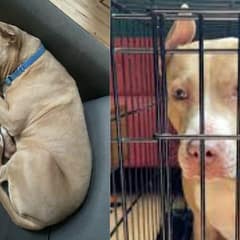 The Dog Who Spent Years in a Crate Is Still Hoping Someone Will Choose Her