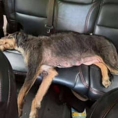 A Brave Mama Dog Finds Hope After Being Abandoned With Her Puppies