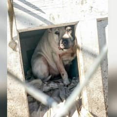 Pamela’s Eight Years of Loneliness End With the Sweetest Rescue