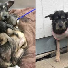 A Struggling Street Dog Fights to Protect Her Puppies Until Help Arrives