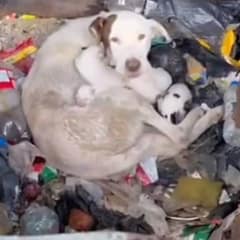 Mother Dog Found Protecting Newborn Puppies in Dumpster After Being Thrown Away