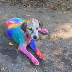 Brave Stray Dog Who Survived a Cruel Attack and Found a New Life Filled With Love
