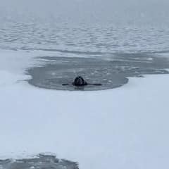 A Labrador’s Snowy Adventure Ends in Disaster and a Heartwarming Rescue