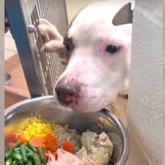 Shelter Workers Are Fighting to Give Three Long-Stay Dogs the Holiday Love They Deserve