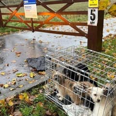 Seven Puppies Left in a Crate During a Storm Find Safety and Hope