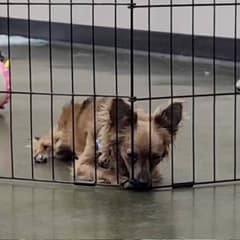 Tiny Dog Spent Months Being Ignored Until One Woman Finally Saw His Heart