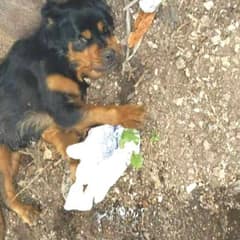 A Forgotten Dog’s Journey From the Dirt of a Florida Dump to Hope