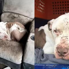 A Forgotten Dog on an Old Armchair Begins a Life Filled With Love