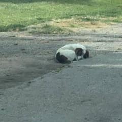 A Forgotten Dog Waited Behind a Fence Until Someone Finally Saw His Sad Eyes