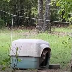 A Forgotten Senior Dog Finds Love After Being Left Behind in a Backyard