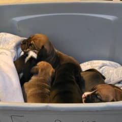 Six Tiny Puppies Left on Church Steps Find Hope in a Cold Kentucky Night