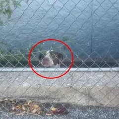 Scared Dog Trapped on a Narrow Ledge Cries Out Until One Rescuer Hears Him
