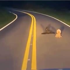 The Loyal Poodle Who Stayed All Night Beside Her Sister Until Help Arrived
