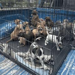 How Sixteen Abandoned Puppies Found Hope When They Needed It Most