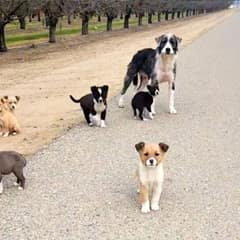 Mother Dog Fights to Save Her Puppies Until Help Arrives