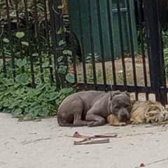 Two Abandoned Dogs Who Refused To Leave Each Other’s Side Finally Find Hope