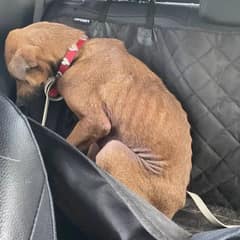 The Heartbreaking Dog No One Wanted Finally Learns What Love Feels Like