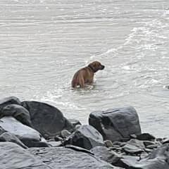 Heartbroken Beach Dog Who Spent Weeks Waiting For a Family That Never Came Back