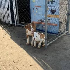 Rescuers Save Two Tiny Puppies Left Behind In The Cold Morning