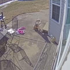 Heartbroken Dog Wandered In Bitter Cold Searching For One Open Door