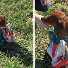 Brave Dog Found Tied In A Sack Finally Feels Safe With Loving Family