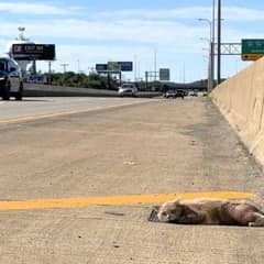 A Fragile Highway Cat Was Seconds From Disaster Until Kindness Found Him