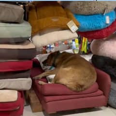 Exhausted Stray Dog Finds His Way Into a Pet Store And Curls Up on the Comfiest Bed