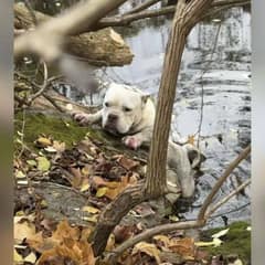 Heartbroken Dog Pulled From Muddy Creek Takes Her First Steps Toward Love