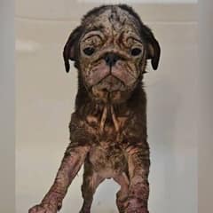 Hairless Puppy Arrives Trembling in Pain and Fights for the Chance to Feel Loved