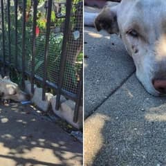 Heartbroken Dog Abandoned Before A Storm Finds Hope In A Rescuer’s Care