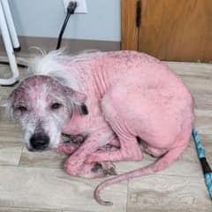 Sunburned Dog Left Alone in a Ditch Finds Love After the Hardest Days of Her Life