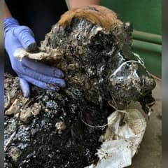 A Terrified Dog Covered in Tar Finally Felt Gentle Hands and Soft Voices