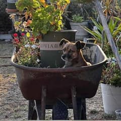 A Sweet Pup Hid in a Wheelbarrow Until Love Finally Found His Lonely Heart