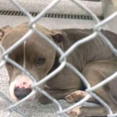 From Starvation and Illness a Rescued Dog Finds Love Hope and Strength