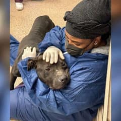 Rescue Workers Help A Frightened Dog Start A New Life Of Love