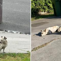 A Trio of Terrified Puppies Held On to Love Until Rescue Came