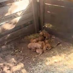 A Forgotten Golden Retriever Family Held On Until Love Returned Again