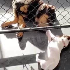 Two Dogs Who Chose Each Other And Held On To Their Love