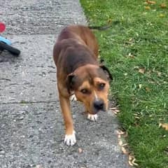 A Stray Dog in Pain Walked Into the Right Yard and Found Hope Again