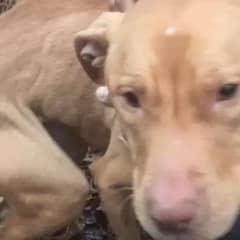 A Little Pit Bull Finds the Family She Always Deserved at a Busy Firehouse