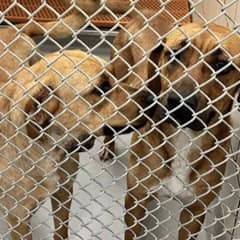 Two Devoted Shelter Dogs Stay Side By Side Until Help Finally Arrives