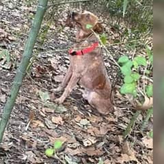 A Lonely Cry in the Woods Leads to the Rescue of a Forgotten Dog