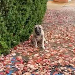 A Lonely Dog Waits in the Cold Rain Until a Stranger Finally Stops to Help