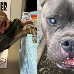 Senior Dog Finally Finds a Loving Home After a Lifetime of Hardship