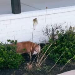 A Surprise Visitor at the New Home Brings Unexpected Joy