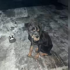 Dog Spent Days Alone On A Roof Waiting For Help