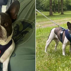 Dog Left Behind at Pittsburgh Airport Leads to Animal Cruelty Charges