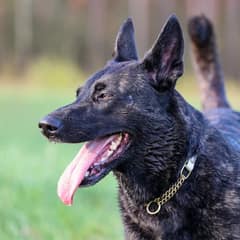 Retired Police Dog Kona Left Behind After Years of Loyal Service