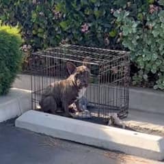 Abandoned Frenchie With a Painful Wound Finds Safety and a Forever Family